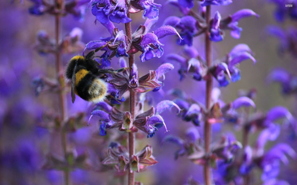 bee-on-a-purple-flower-32742-2560x1600