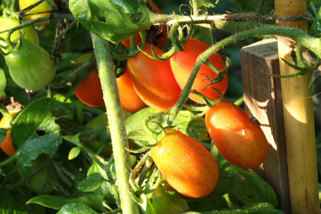 Tomatoes