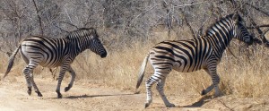 zebra